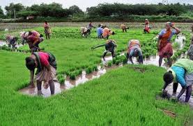 Farmers Interest Group (FIG)