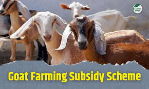 Scheme for Supply of Male Goat on Subsidy Basis