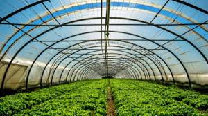 Green House