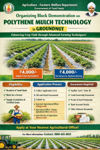 Organizing Block Demonstration on Polythene Mulch Technology in Groundnut