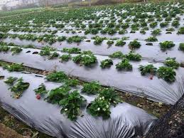 Plastic Mulching