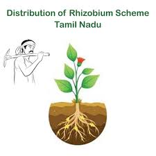 Distribution of Rhizobium