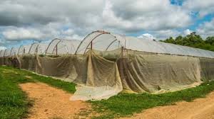 Shednet House