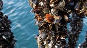 Financial Assistance to Mussel Culture and Oyster Farming in Goa