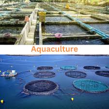 Financial Assistance to Brackish Water Aquaculture Farms