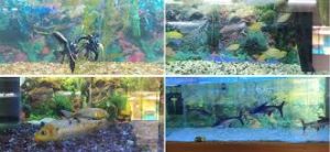 Financial Assistance for setting up of Ornamental Fish Unit in Goa