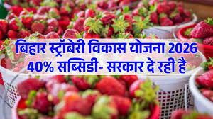 Mukhyamantri Bagwani Mission: Strawberry Vikas Yojana