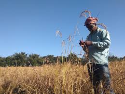 Annapurna Scheme: Seed Production Programme