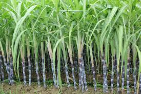 Package for strengthening to sugar co-operatives as may be policy decided by the State Government