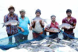 Fish Marketing Scheme