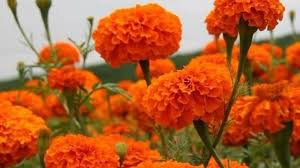 Phool Vikash Yojana