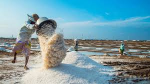 Scheme For Grant Of Rewards To The Children Of Salt Labourers